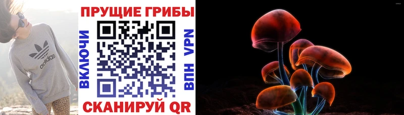 Псилоцибиновые грибы Psilocybe Борзя